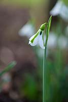 Galanthus 'South Hayes' - Perce-neige 'South Hayes'