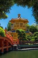 Le pavillon octogonal peint en or de la perfection absolue avec son pont Zi-Wu rouge assis dans l'étang aux lotus. Podocarpus macrophyllus - pin bouddhiste au premier plan