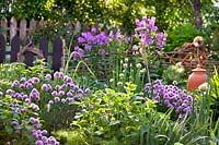 Salvia verticillata - Lilas Sage, Allium fistulosum - Oignon gallois et Allium schoenoprasum - Ciboulette - dans un jardin d'herbes aromatiques