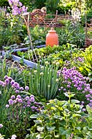 Parterre d'herbes avec ciboulette, oignon gallois, sauge et oseille, au-delà du parterre de fleurs surélevé avec des légumes