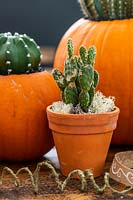 Citrouilles plantées de cactus sur table avec cactus en pot