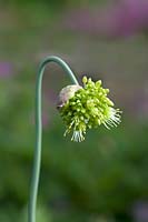 Allium obliquum - oignon déséquilibré - ouverture des boutons floraux