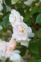 Rosa 'La Dame du Lac' - Rambler Rose