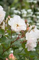 Rosa 'Penelope' - Rose musquée hybride