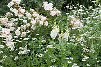 Parterre de fleurs sur le thème blanc, les plantes comprennent: Rosa 'Penelope', Orlaya grandiflora, Eryngium giganteum, Digitalis purpurea 'Alba' et Nigella damascena 'Alba'