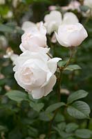 Rosa 'Desdemona' - Rosier arbustif anglais