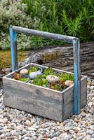 Une vieille boîte de transport en bois remplie de plantes succulentes Sempervivum tectorum, de joubarbes communes et de galets de la plage voisine.