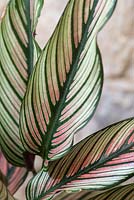 Calathea majestica 'Pinestar', une plante d'intérieur aux feuilles élégantes éclaboussées de rayures roses et régulières en croissant, perché sur des tiges élancées.