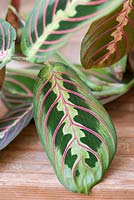 Calathea 'Herringbone' présente des marques vertes et jaunes vives sur ses feuilles et nettoie l'air des polluants tout en ajoutant un élément botanique frais.