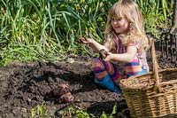 Petite fille aidant à creuser des pommes de terre