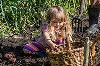 Petite fille aidant à creuser les pommes de terre dans le jardin.