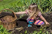Petite fille aidant à creuser des pommes de terre