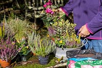 Planter un petit bain galvanisé vintage avec des plantes d'automne. Bourgeons de bruyères à fleurs, Hebe, Cyclamen, Viola - moussé