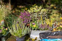 Planter un petit pot galvanisé vintage avec des plantes d'automne.