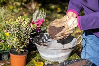 Planter un petit pot galvanisé vintage avec des plantes d'automne. Bourgeons de bruyères à fleurs, Hebe, Cyclamen, Viola - moussé