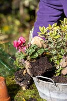 Personne plantant un cyclamen dans un petit pot galvanisé vintage avec d'autres plantes d'intérêt d'automne.