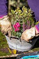 Planter un petit pot galvanisé vintage avec des plantes d'automne. Bourgeons de bruyères à fleurs, Hebe, Cyclamen, Viola