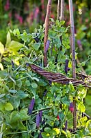 Pisum sativum 'Blauwschokker' - Pois poussant sur des supports végétaux, des bâtonnets de pois et des wigwam