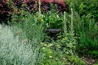 Jardin d'herbes avec bain d'oiseaux entouré de Verbascum