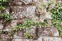 Mur en pierre naturelle colonisé par Erigeron karvinskianus - Vergerette mexicaine, et Hedera helix - Ivy