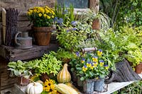 Exposition de pots avec des plantes d'automne, y compris alto et fougères, sur le thème du jaune et de l'or.
