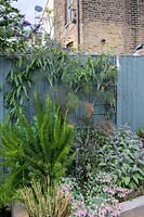 Vue sur parterre de fleurs surélevé d'herbes à la clôture et au bâtiment voisin, les herbes comprennent Salvia rosmarinus - Romarin et Thymus - Thym