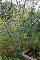 Petit arbre d'eucalyptus avec Foeniculum - Fenouil - et Verbena bonariensis, dans un parterre de fleurs par une clôture