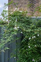 Trachelospermum jasminoides - Star Jasmine - sur une clôture peinte