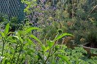 Vue sur l'échinacée à un parterre de Foeniculum - Fenouil - et Verbena bonariensis