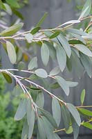 Feuillage d'eucalyptus