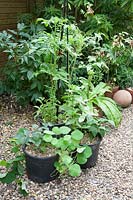Attacher les tomates avec de la ficelle rouge et insérer des supports de plantes en bambou noir cultivées à la maison