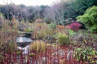 Plantation autour de l'étang dont Cornus - Cornouiller - Tiges rouges et Bambou
