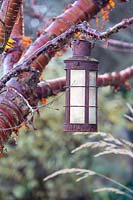 Ornement de lanterne suspendu à Prunus serrula - Cerisier du Tibet