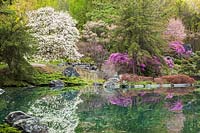 White Magnolia x Loebneri 'Merrill' et arbres à fleurs rose-violet reflétée dans l'étang dans le jardin de style japonais