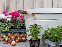 Matériaux pour planter un pot en métal avec des plantes annuelles d'automne et des bulbes de printemps.
