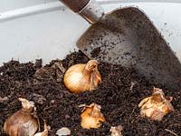 Planter un pot en métal avec des bulbes à floraison printanière en automne.