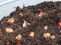 Planter un pot en métal avec des bulbes à floraison printanière en automne.