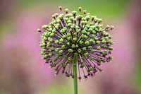 Tête de pépin d'Allium hollandicum 'Purple Sensation' - Ail hollandais