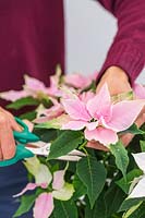 Femme coupant des brins de fleurs de petites fleurs Poinsettia également connu sous le nom de Prinsettia