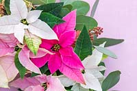 Détail de couronne de poinsettia dans des couleurs pastel - Prinsettias à petites fleurs