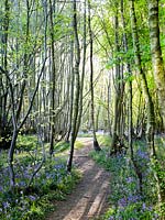 Chemin à travers le bois Bluebell au printemps.