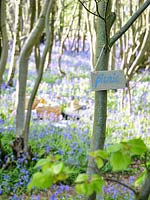 Panneau de pique-nique en bois suspendu à un arbre indiquant le chemin d'un pique-nique dans le bois Bluebell au printemps.
