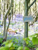 Panneau de pique-nique en bois accroché dans l'arbre montrant le chemin d'un pique-nique dans le bois Bluebell au printemps