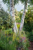 Betula - bouleau avec tronc blanc décoratif parmi la plantation d'été.