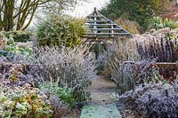 Le jardin du cadran solaire à Wollerton Old Hall Garden, Shropshire - La plantation comprend: Rosa 'Olivia Rose Austin' et Salvia 'Phyllis' Fancy '