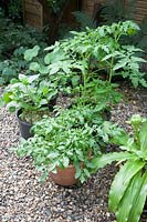 Légumes en pot sur chemin de gravier, jardin de la ville de Londres, tomate culbute Tom Red, haricot nain de Tasman, tomate jardinier's Delight, mixte Zinnia et capucine mixte