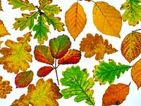 Quercus robur, Fagus sylvatica et Rubus fruticosus changent de couleur