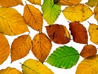 Fagus sylvatica en automne close up de feuilles changeant de couleur