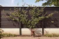 Espalier formé Prunus cerasus 'Kelleris' poussant sur une clôture peinte en noir - Hollande