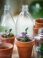 Les bouteilles en plastique utilisées comme cloches sur Viola dans des pots en terre cuite vintage